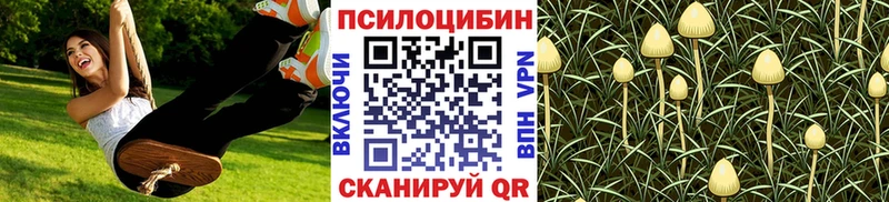 Купить где  Сольцы  Псилоцибиновые грибы Psilocybe 